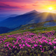 Illustration for article titled If the Color Pink Doesnt Scientifically Exist, Why Can We See It?